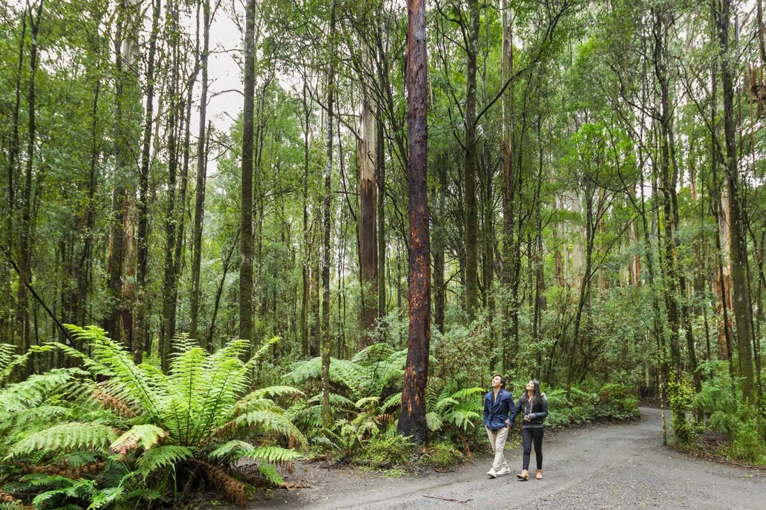 Otway Fly Treetop Adventures, Melbourne