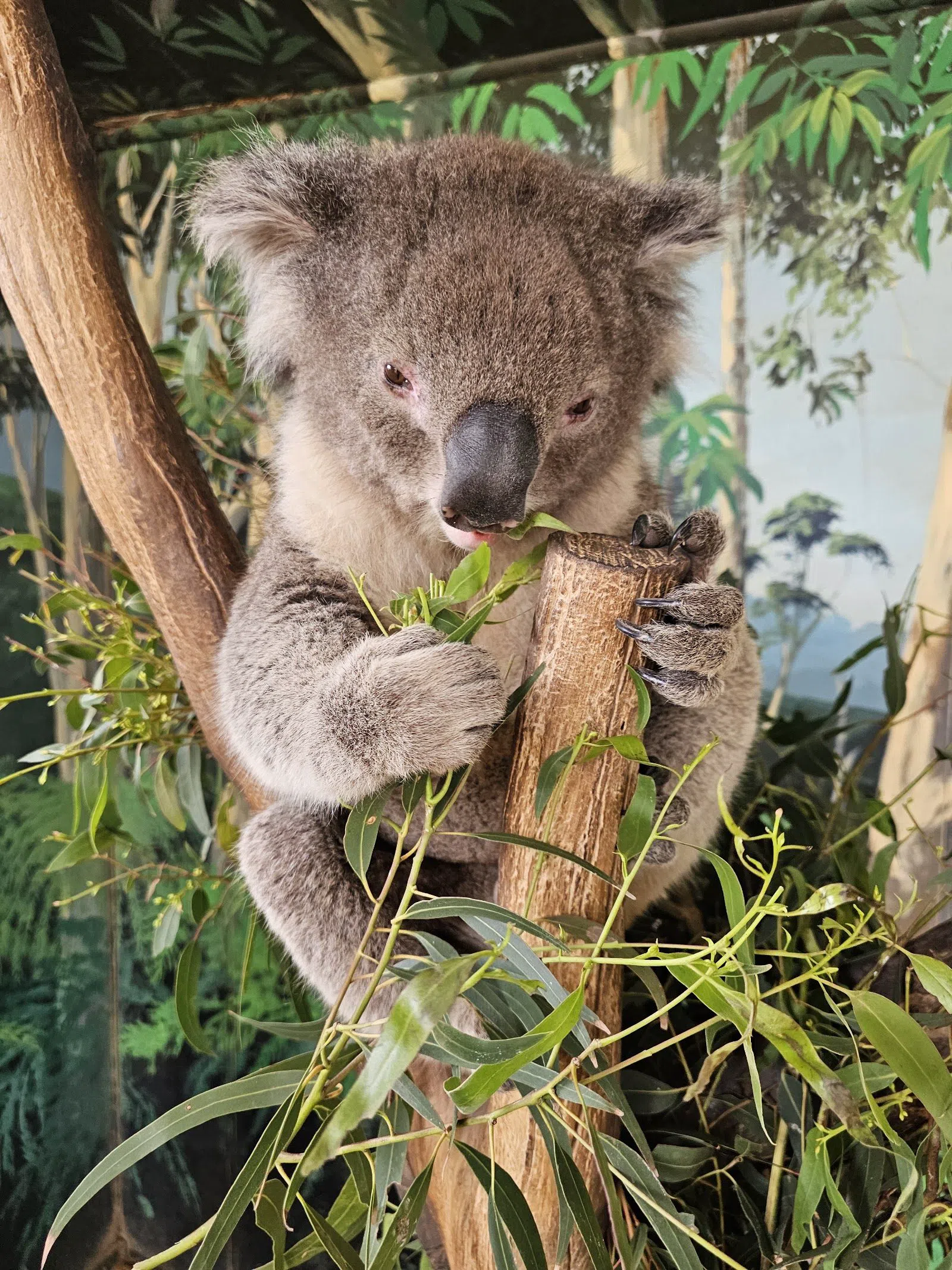 Maru Koala and Animal Park, Melbourne